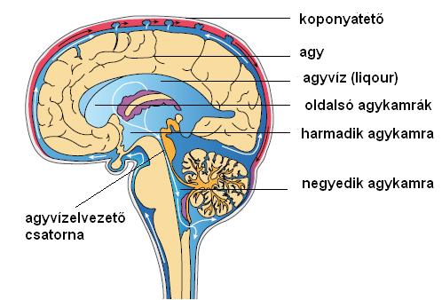 Agykamrák helye az agyban