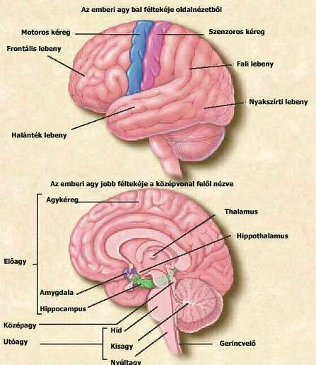 Az emberi agy jobb és bal féltekéje