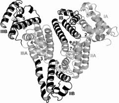 Az emberi szervezet által termelt albumin felépítése