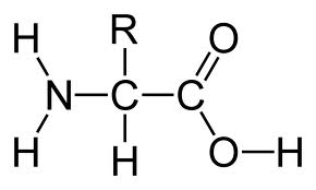Az aminósav kémiai felépítése