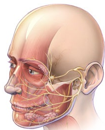 Arcidegek- Az arc mindkét oldalán fellelhetőek, az arc izmainak működését szabályozzák