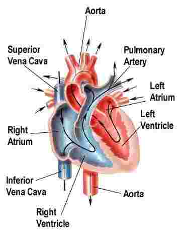Artéria elhelyezkedése a szívben