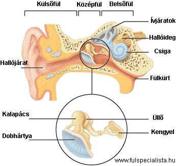 A fül részei