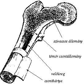csontfelépítés