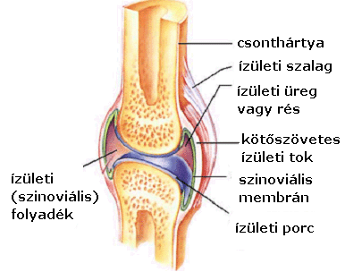 A csonthártya elhelezkedése a csonton