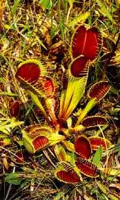 Dionaea muscipula növény alakban