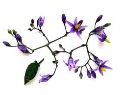 A Solanum dulcamara hajtása, virága és levele