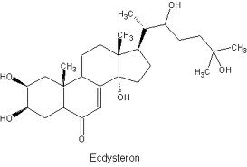 Az ecdysteron kémiai felépítése