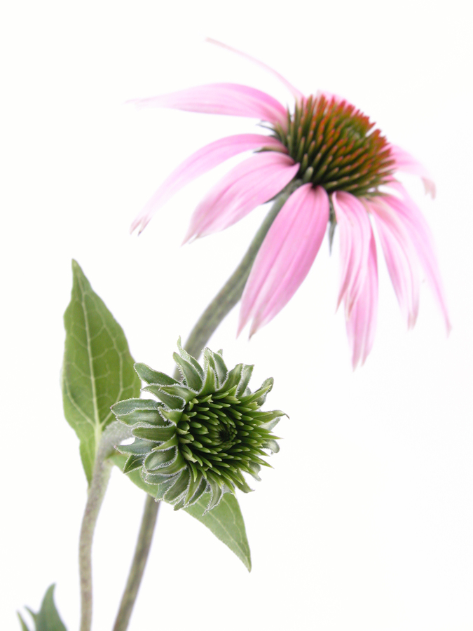 Az echinacea növény virágzó állapotában