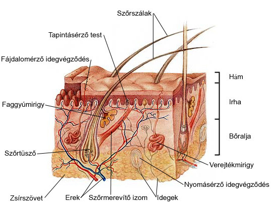 Az emberi bőr felépítése