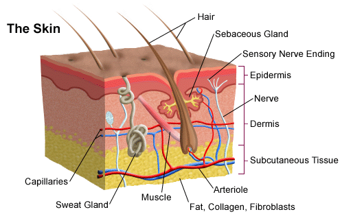 Epidermis