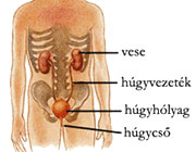 Fehérjevizelés - húgyutak