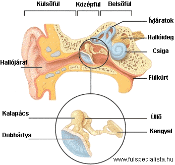 Fülkürt elhelyezkedése a fülben