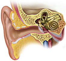 Fülzúgás - A fül felépítése