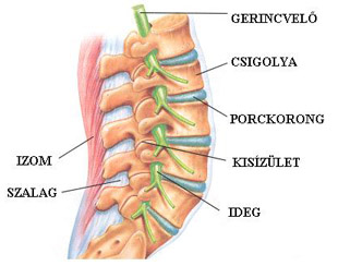 Az emberi gerinc