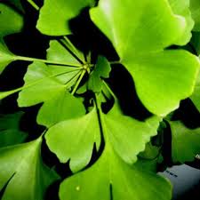 ginkgo_biloba