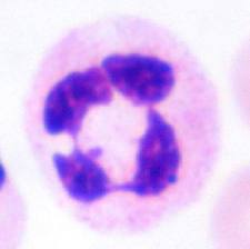 Neutrofil granulocita mikroszkópos felvétele