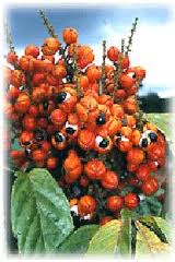 A guarana növény termése