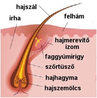 Hajszál felépítése