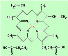 A hemoglobin kémiai felépítése