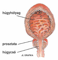 A húgyhólyag, prosztata, húgycső ábrája