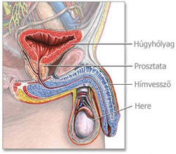 Húgyhólyag elhelyezkedése