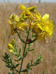 Hypericum perforatum növény alakban