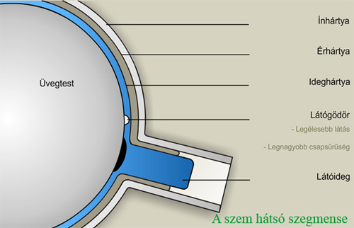 Az ideghártya elhelyezkedése a szemben