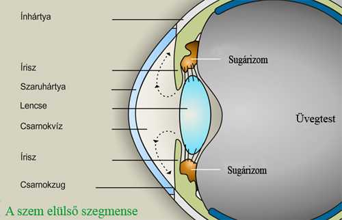 Az írisz elhelyezkedése a szemben