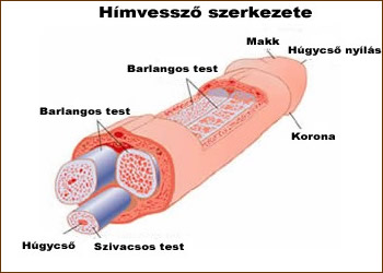 Hímvessző