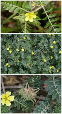 Tribulus terrestris