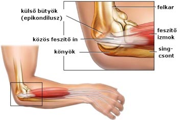 A könyök szerkezete