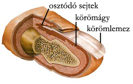 Körömágy elhelyezkedése