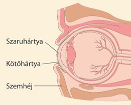 Kötőhártya elhelyezkedése a szemen