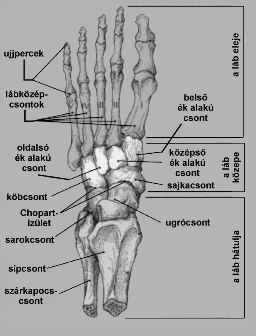 A lábfej csontjai