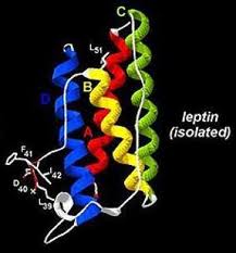 Leptin