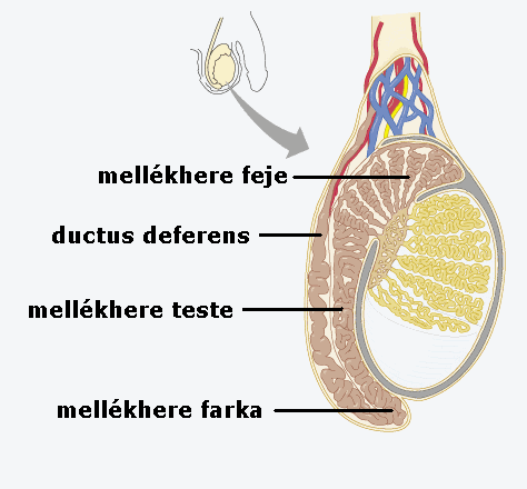 Mellékhere felépítése