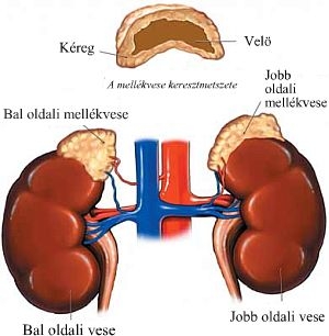 Mellékvese