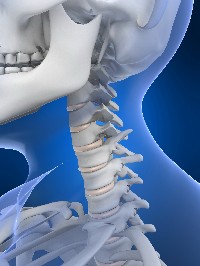 A nyak szerkezete