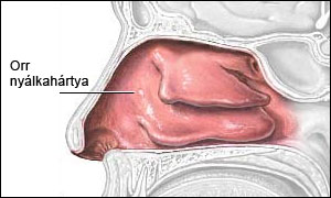 Hártya - orr nyálkahártya