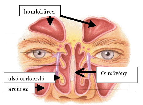 Az orrsövény elhelyezkedése