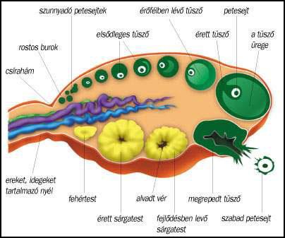 Az ovuláció folyamata