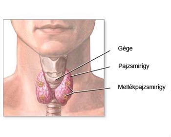 Pajzsmirigy elhelyezkedése