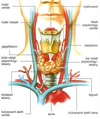 A pajzsmirigy felépítése