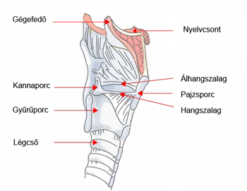 Pajzsporc