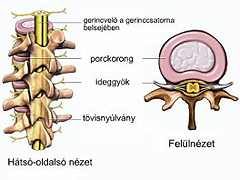 Porckorong helye a gerincben