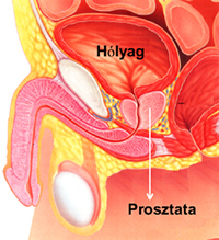 A prosztata elhelyezkedése