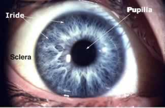 Pupilla a szemgolyón
