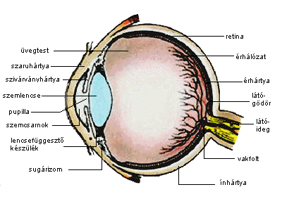 Recehártya - a szem hátsó részének fényérzékeny része 