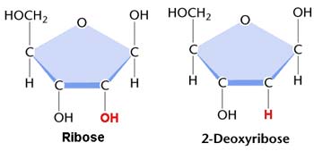 Ribose